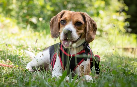 一般家养狗有狂犬病吗 一般家养狗会不会有狂犬病