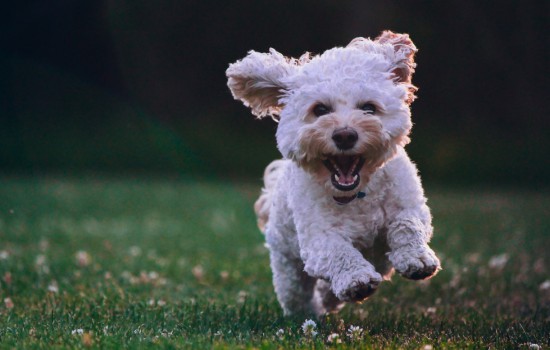 狂犬病狗特征 狂犬病狗特征有哪些