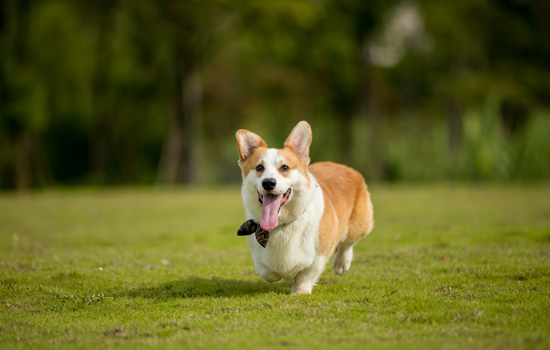 养柯基犬注意事项 养柯基犬注意事项有什么