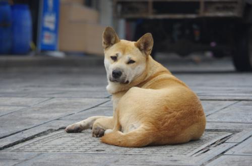 土狗粮的做法