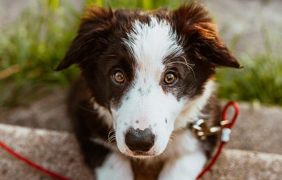 十大聪明名犬