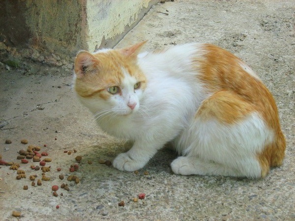 什么水果是猫咪不能吃的