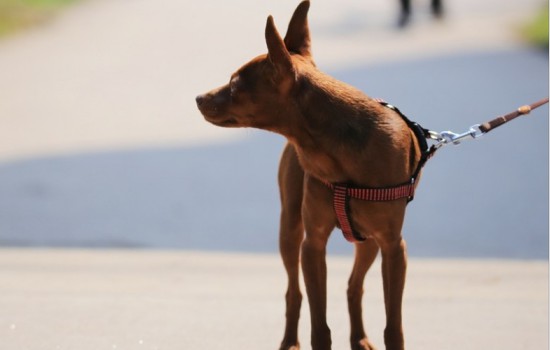 小鹿犬发抖是害怕吗