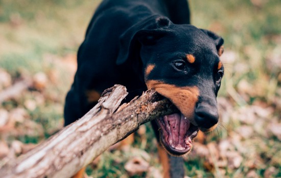 小鹿犬怎么看纯不纯