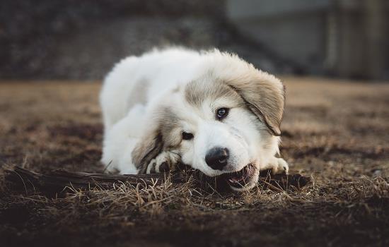 狗狗狂犬疫苗每年都要打吗