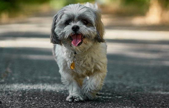 犬心保怎么吃