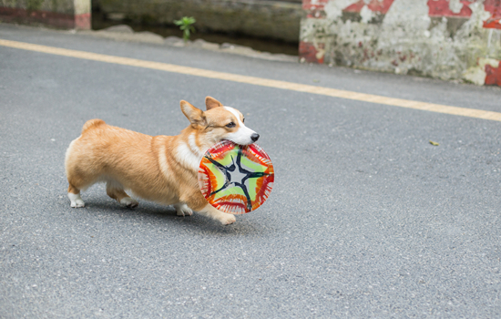 养柴犬的禁忌