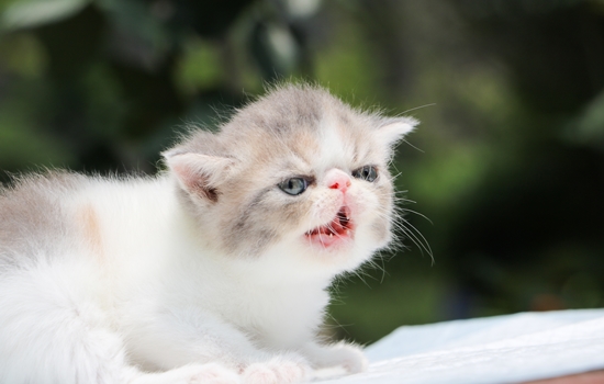 加菲猫和波斯猫的区别