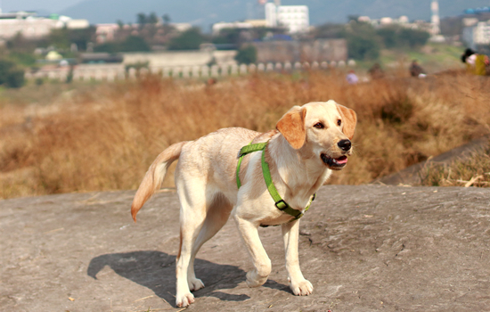 拉布拉多犬对人凶吗