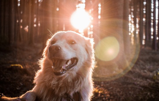 成犬一年打一次什么疫苗