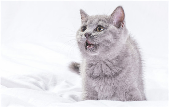 猫咪能吃大闸蟹吗 猫咪能吃大闸蟹肉吗