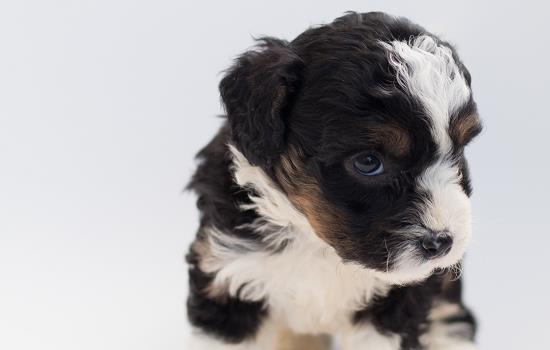 成年犬几岁掉牙证明老了