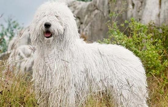 德国狐狸犬饲养方法