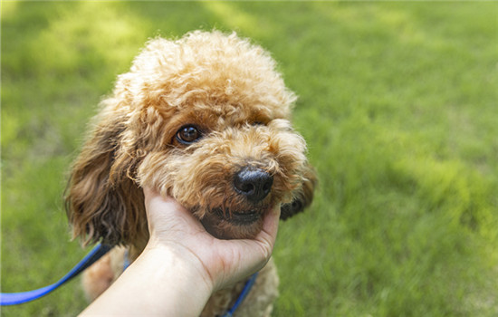 惠比特犬怎么饲养