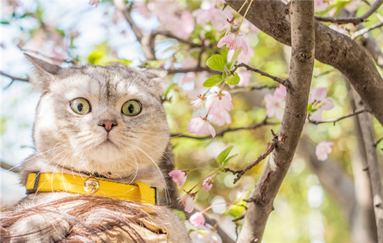 英短蓝猫一般吃什么猫粮