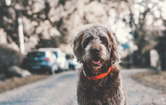 小鹿犬大便干怎么办