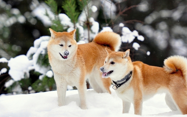 秋田犬会接受新主人吗