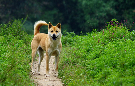 英斗犬怕冷吗?