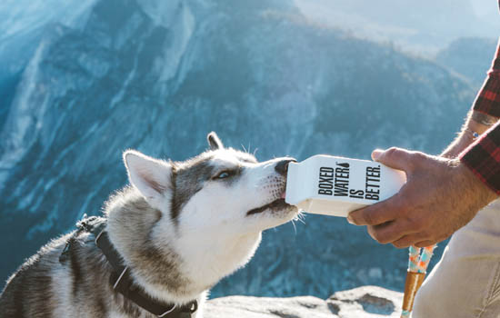 茶杯俊介犬好养吗 茶杯俊介好养活吗