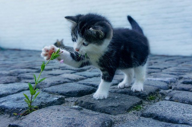 猫为什么会想吃水果