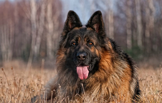 杜宾犬如何交配