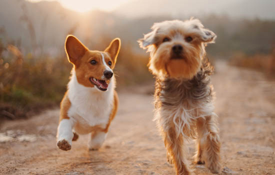 博美犬临终前的表现几天死