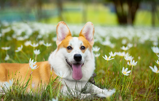 柯基犬怎么养才能养好