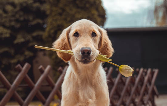 博美犬几个动作说明他爱你