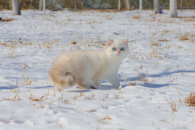 猫冬天睡觉时间会变长吗