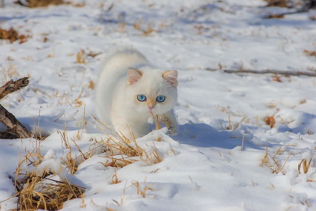 猫冬天要穿衣服吗