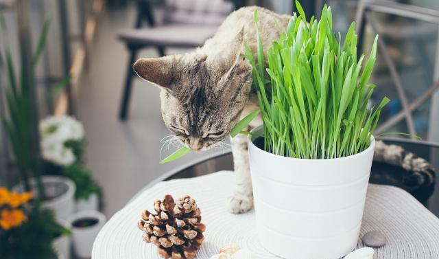 猫草和猫薄荷一样吗 都有什么作用?