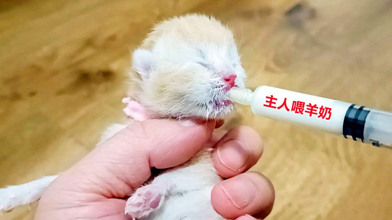 小猫呛奶症状 快来看看正确的喂奶姿势