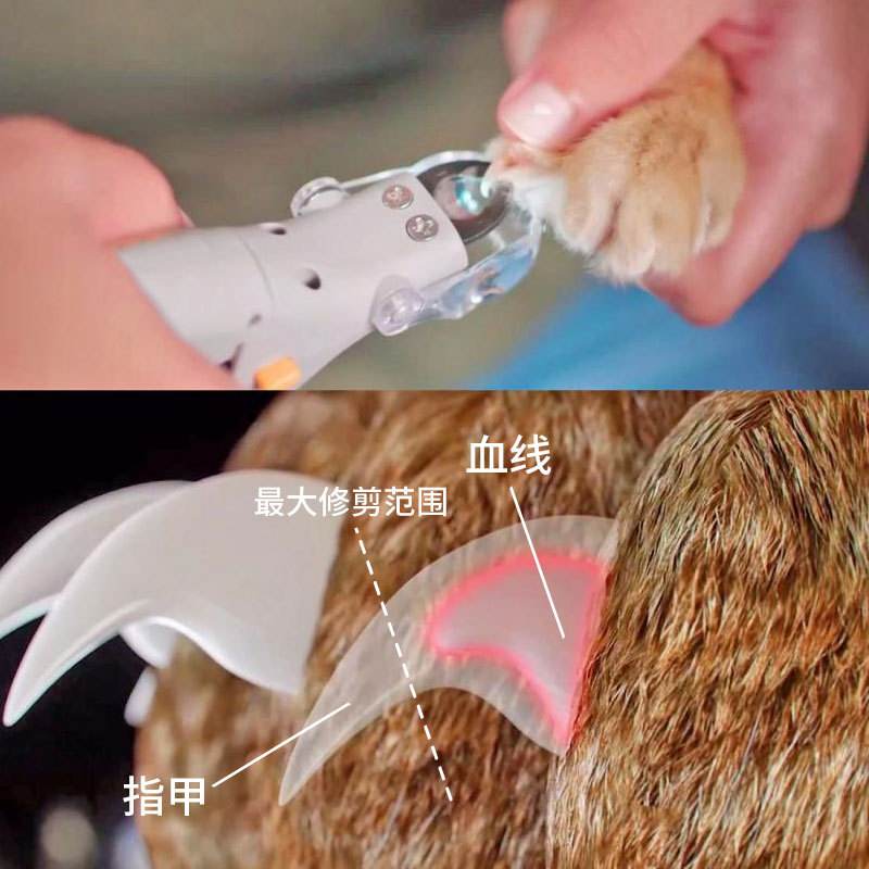 猫咪血线怎么看 猫咪血线在哪怎么看