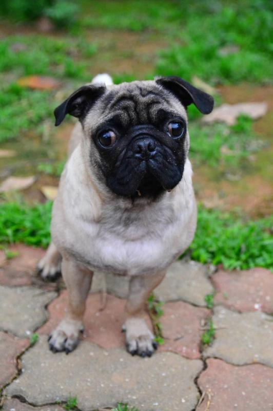 巴哥犬属于小型犬吗 ？巴哥犬属于哪个国家