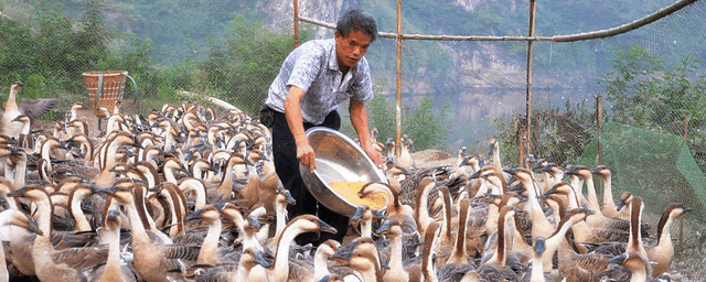 家养大鹅的祖先，家养大鹅图片