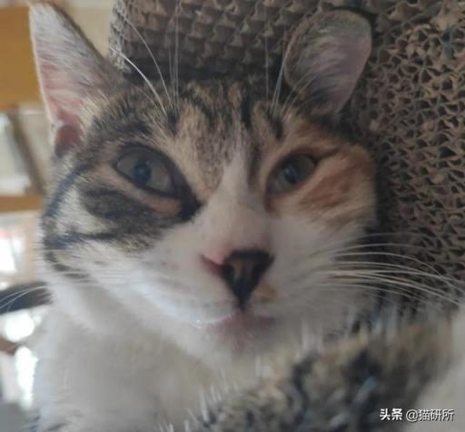 猫眼睛特点是什么 ？猫眼睛里的世界是什么样子的