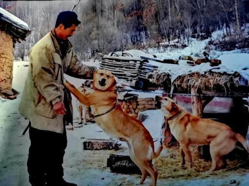 猎犬打猎电影有哪几部 (猎人与猎犬打猎的电影)