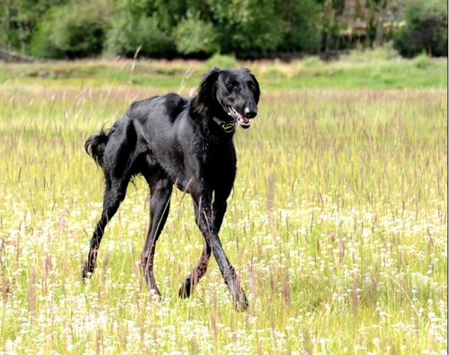 中国古老的狩猎犬种(中国本土古老犬种)