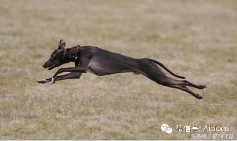 意大利灵缇犬的品种简介_纯种意大利灵缇犬价格