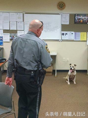 弓背犬是什么犬种？最大的犬是什么犬