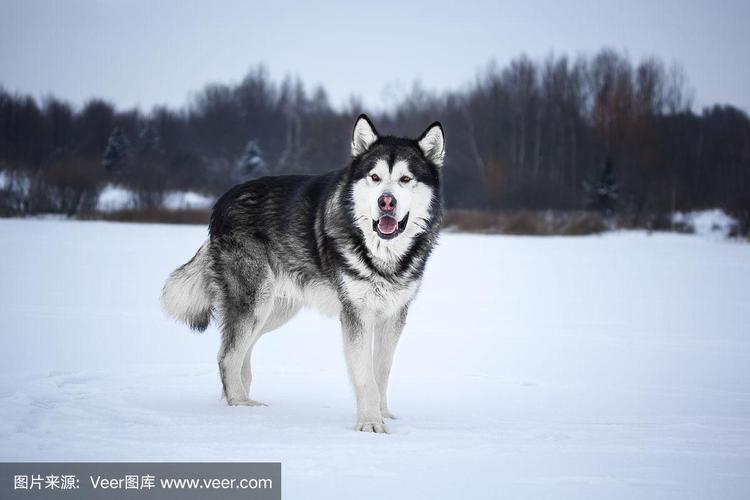 爱斯基摩犬优缺点(西伯利亚爱斯基摩犬)