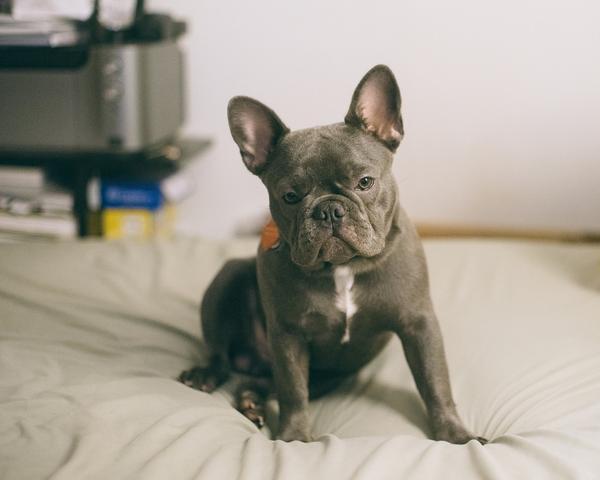 波士顿梗犬(波士顿梗犬优缺点)