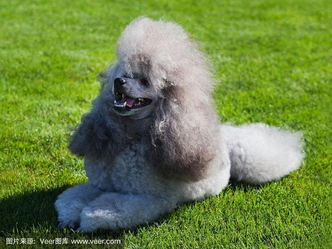 标准贵宾犬报价(贵宾犬分类标准)