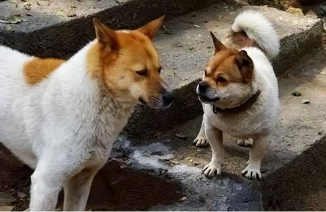 什么狗做护卫犬最好？护卫犬什么品种最好