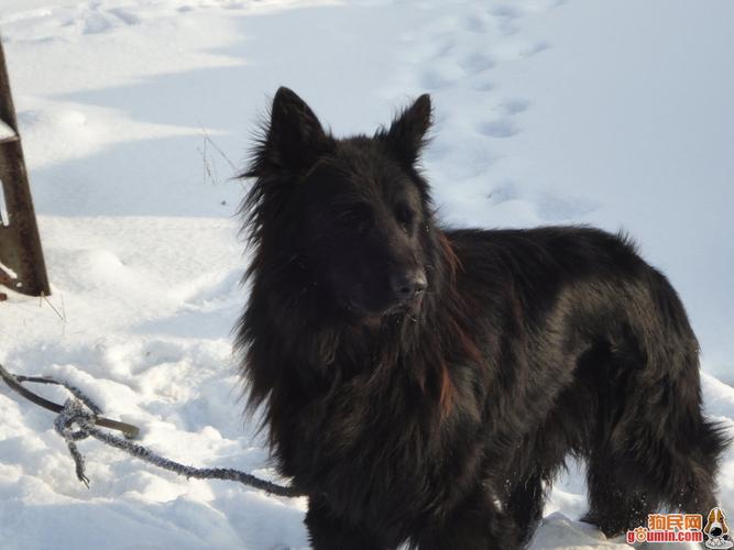 安达鲁之犬(安达鲁之犬豆瓣)