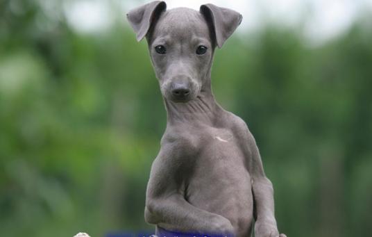 格雷伊猎犬_史宾格猎犬