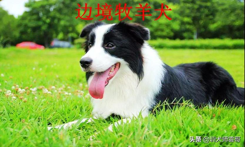 边境牧羊犬性格特点(边境牧羊犬性格特点和缺点)