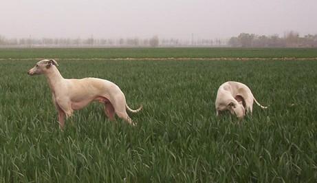 惠比特犬怎么样配种(惠比特犬耐力怎么样)