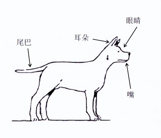 狗狗是怎么交流配(狗狗怎么和人交流)