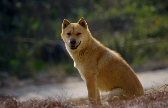 护卫犬排名_世界三大顶级护卫犬